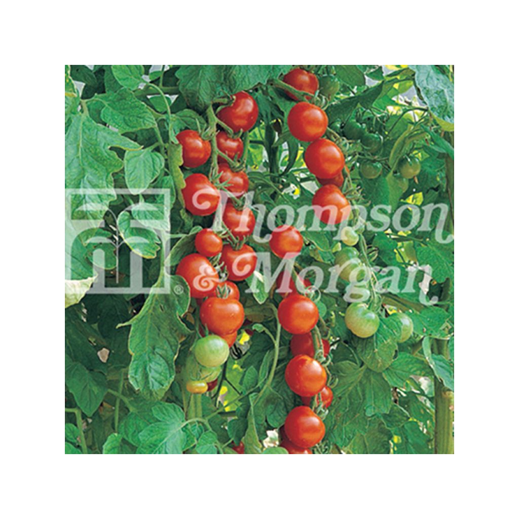 Kirschtomate Gardeners Delight