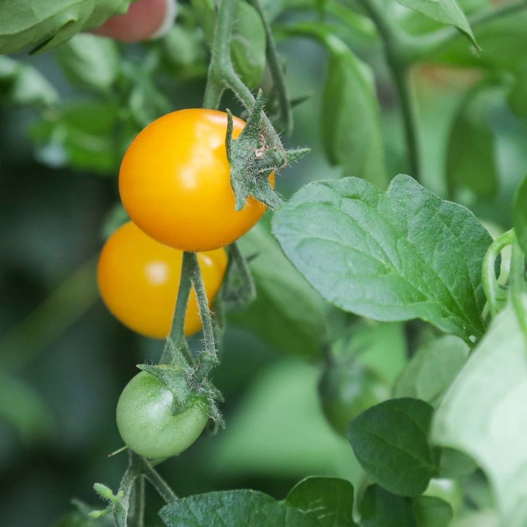 Kirschtomate Gold Nugget