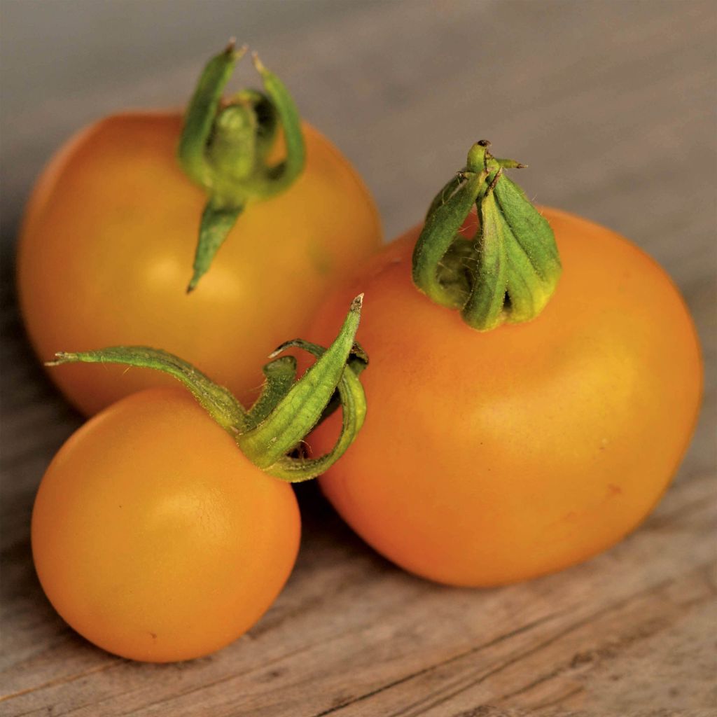 Tomate Goldene Königin Bio