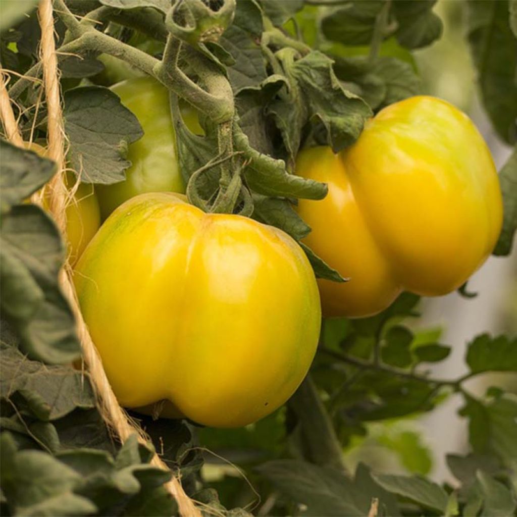 Tomate Jaune à farcir Bio