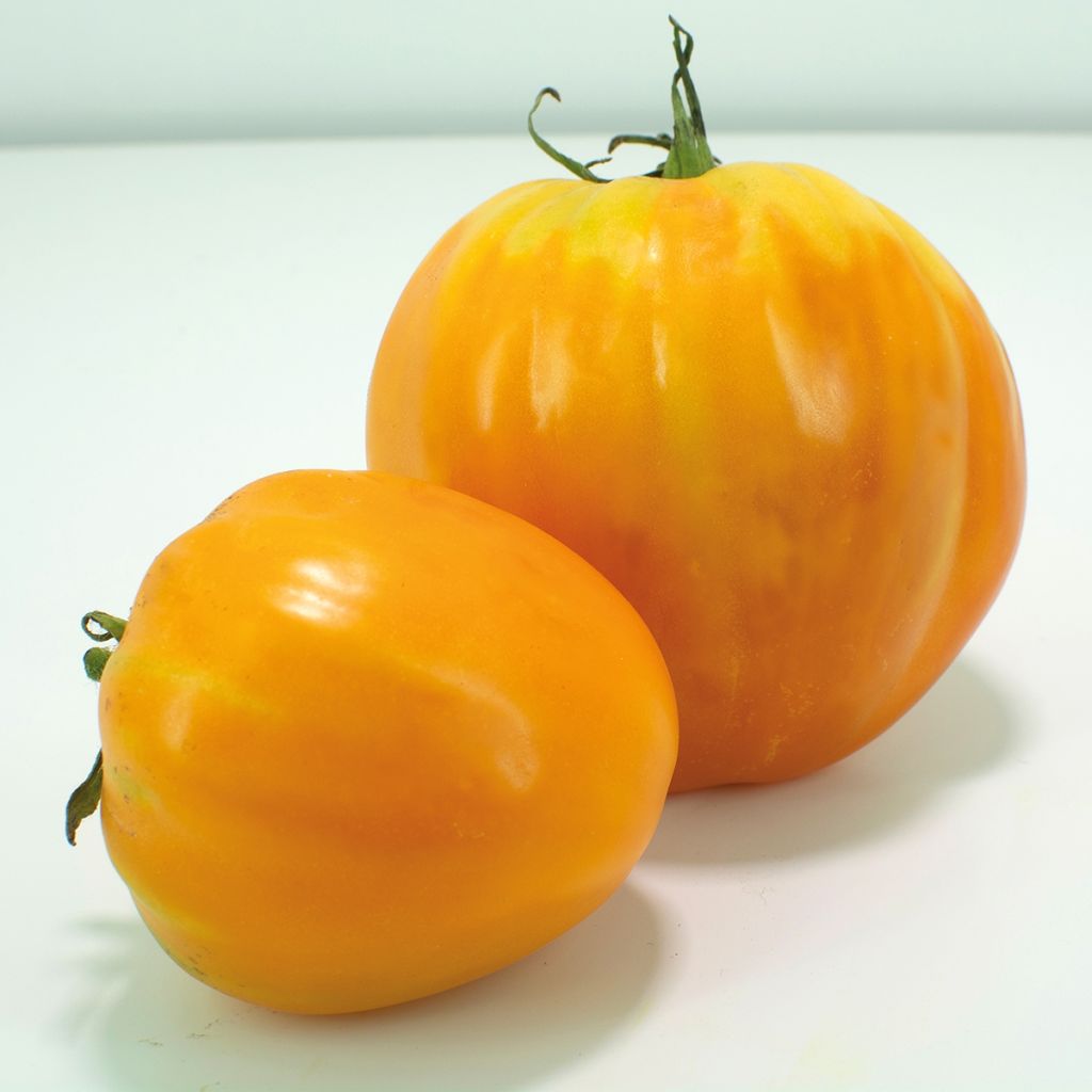 Tomate Ochsenherz Orange (Veredelte Tomate)