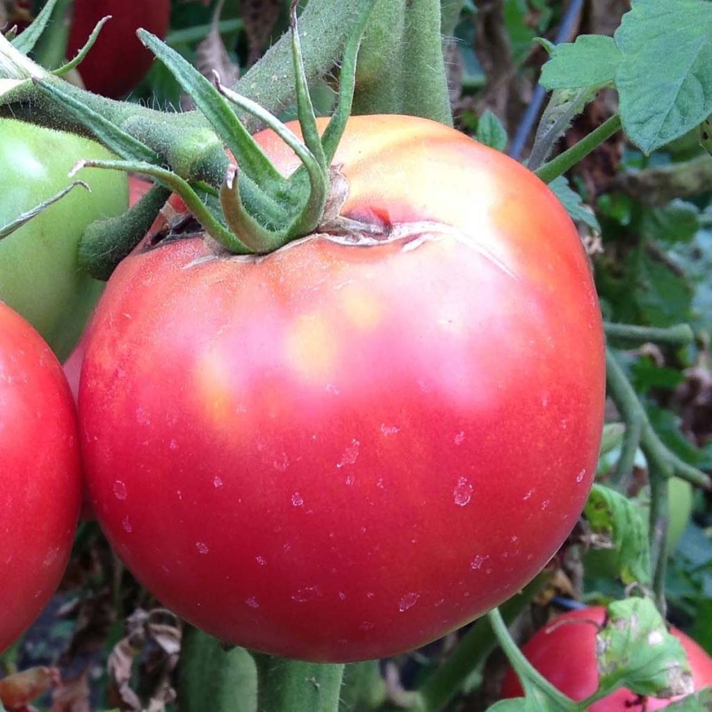 Tomate Rose Crush (Veredelte Tomate)