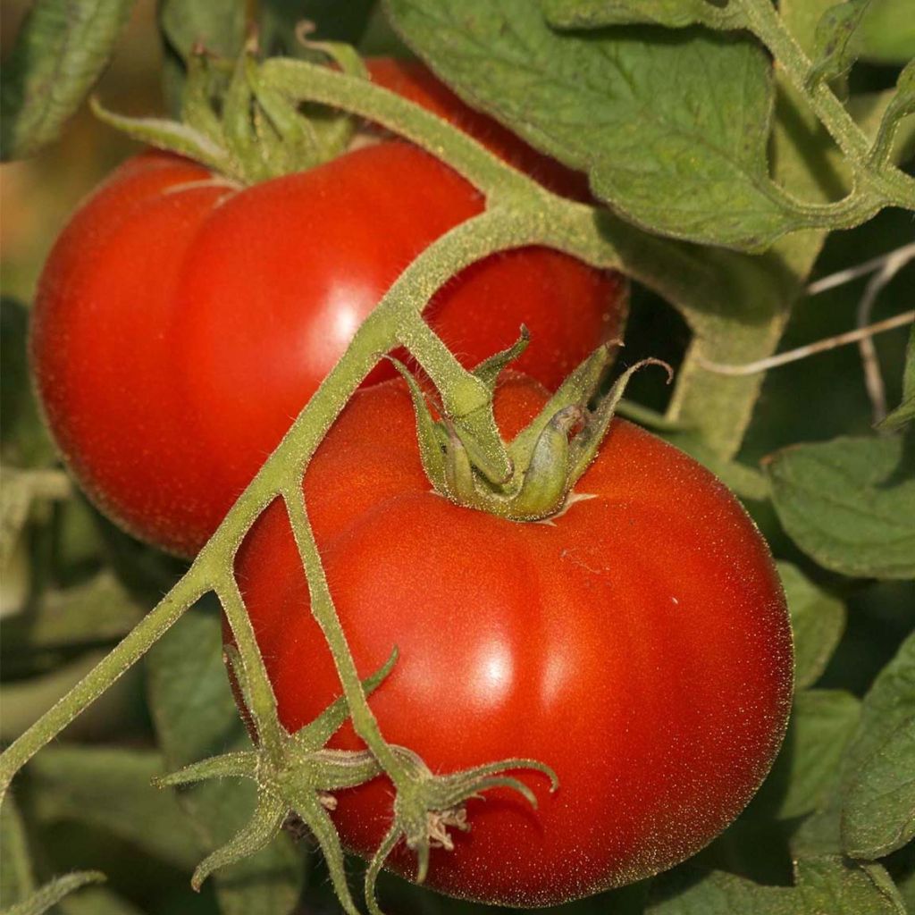 Tomate Saint-Pierre (Pflanzen)