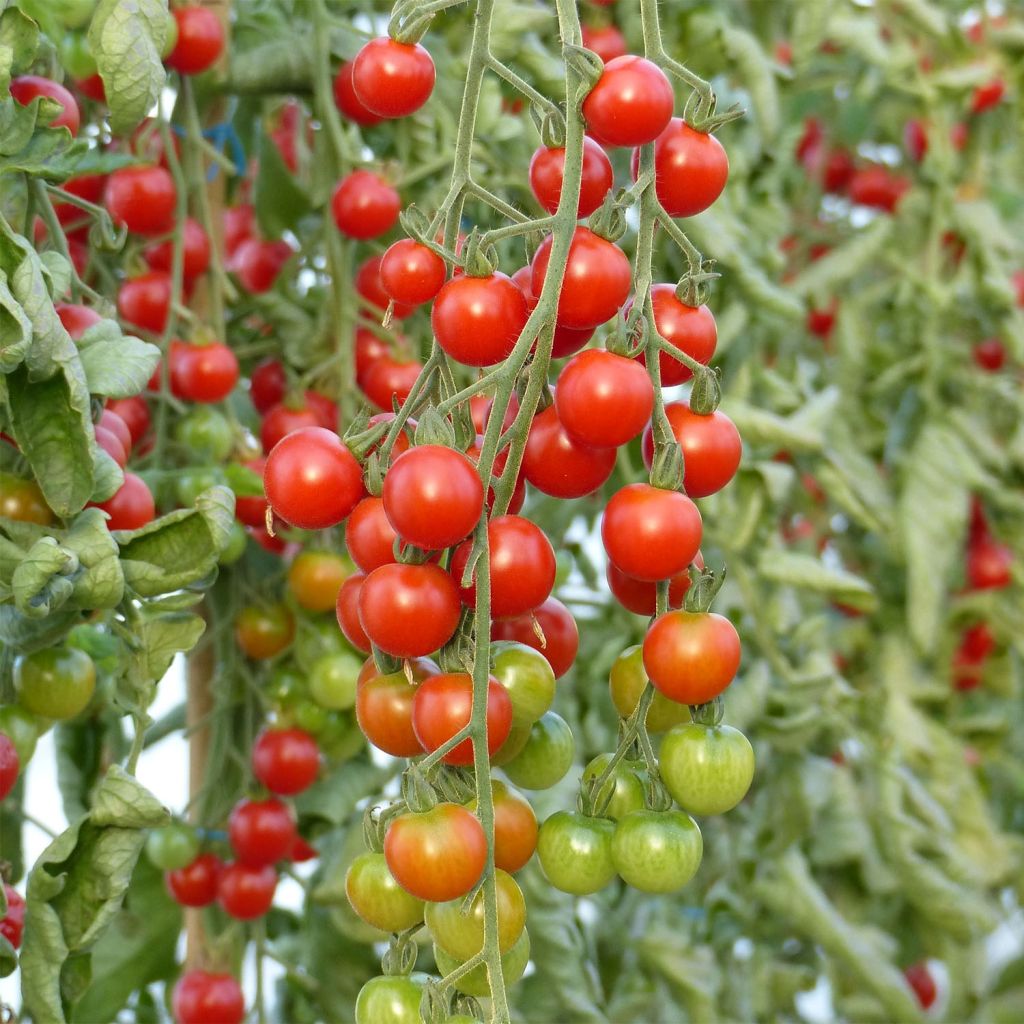 Tomate Supersweet 100 Bio (Veredelte Tomate)