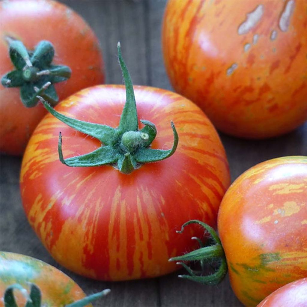 Tomate Tigerella