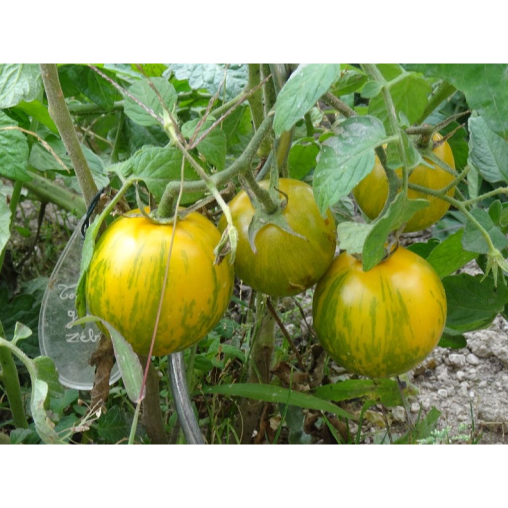 Tomate Green Zebra (Pflanzen)