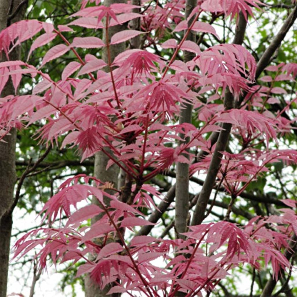 Toona sinensis Flamingo - Chinesischer Surenbaum