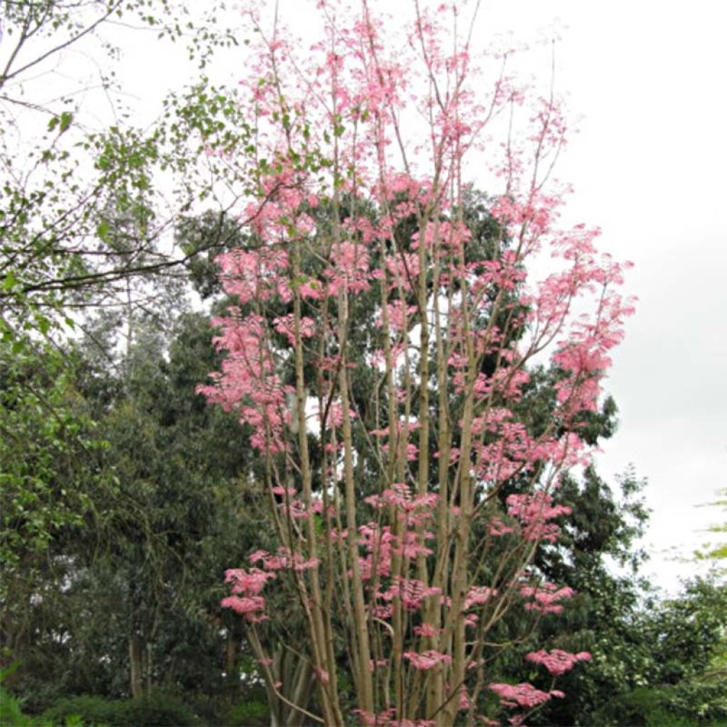 Toona sinensis Flamingo - Chinesischer Surenbaum