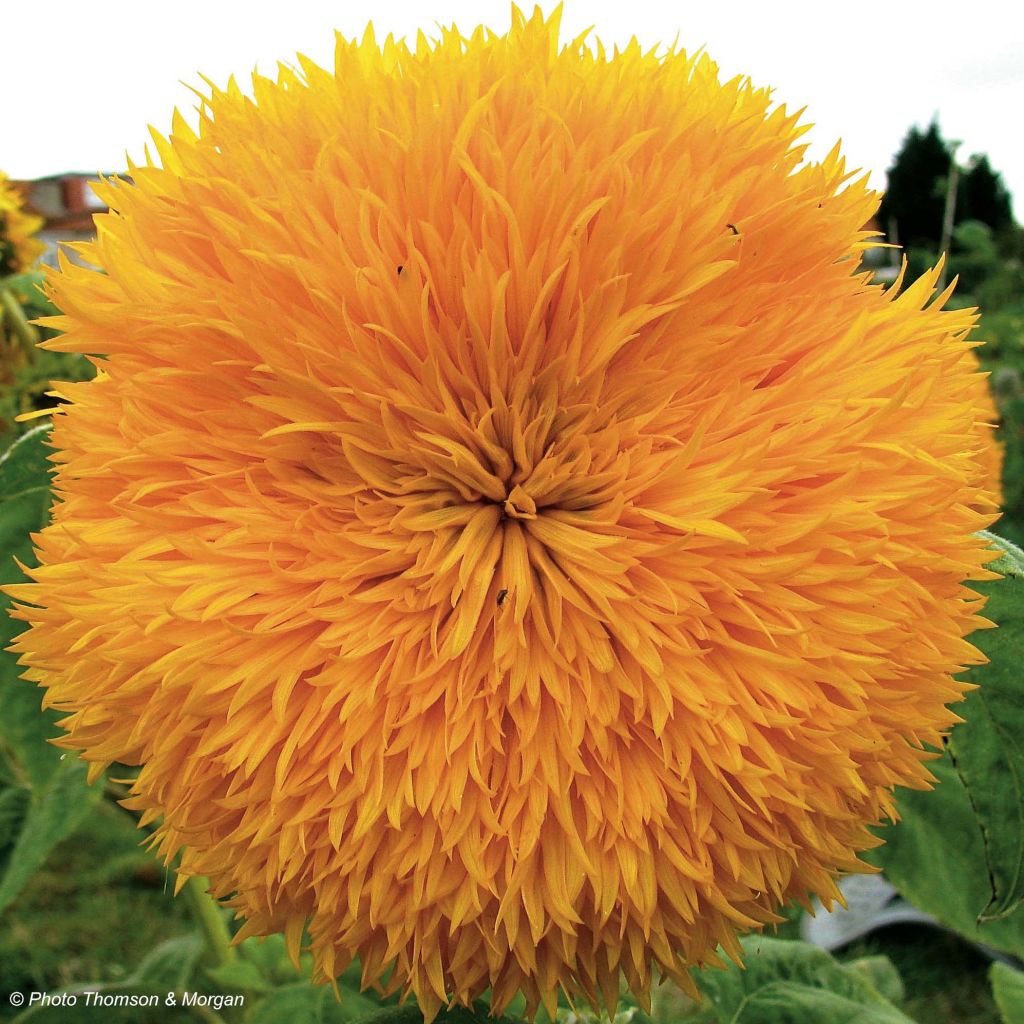 Kleine Sonnenblume Teddy Bear - Helianthus