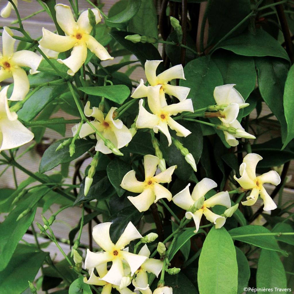 Gelber Sternjasmin Chili & Vanilla Livano - Trachelospermum