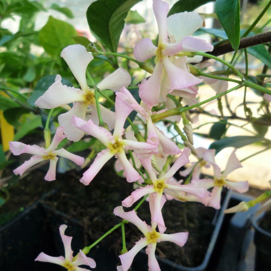 Gelber Sternjasmin Pink Showers - Trachelospermum