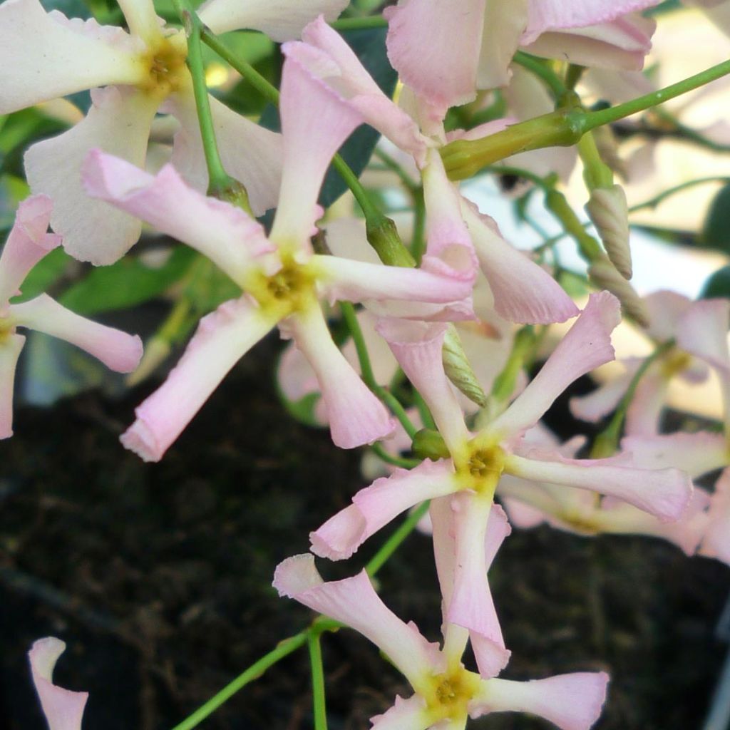 Gelber Sternjasmin Pink Showers - Trachelospermum