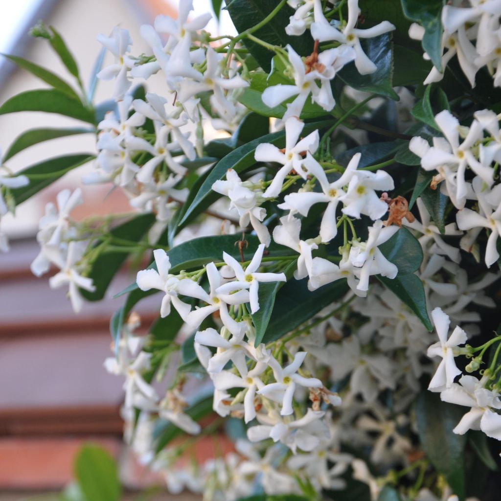 Sternjasmin - Trachelospermum jasminoides