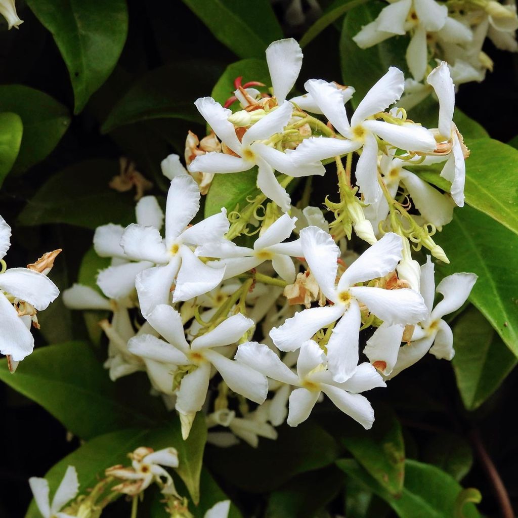 Sternjasmin Star Of Venice - Trachelospermum