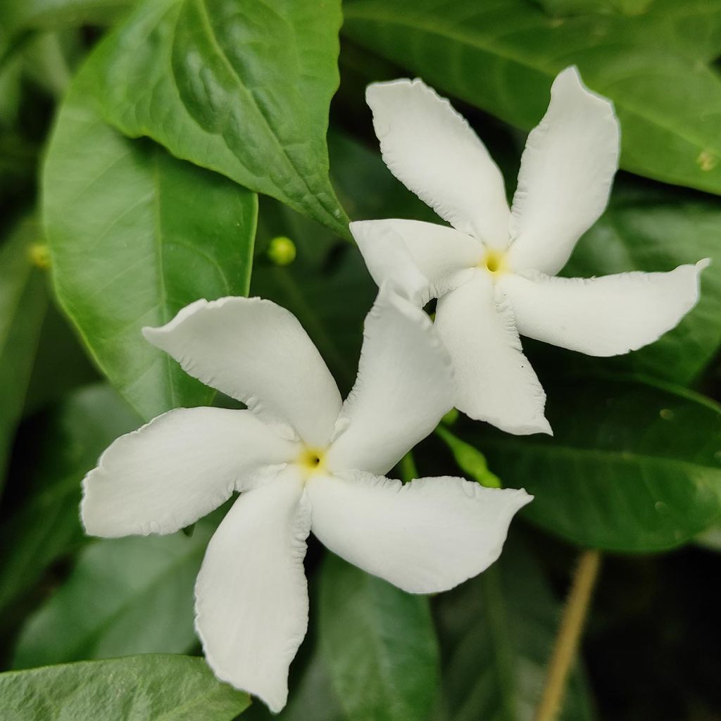 Sternjasmin Star Of Venice - Trachelospermum