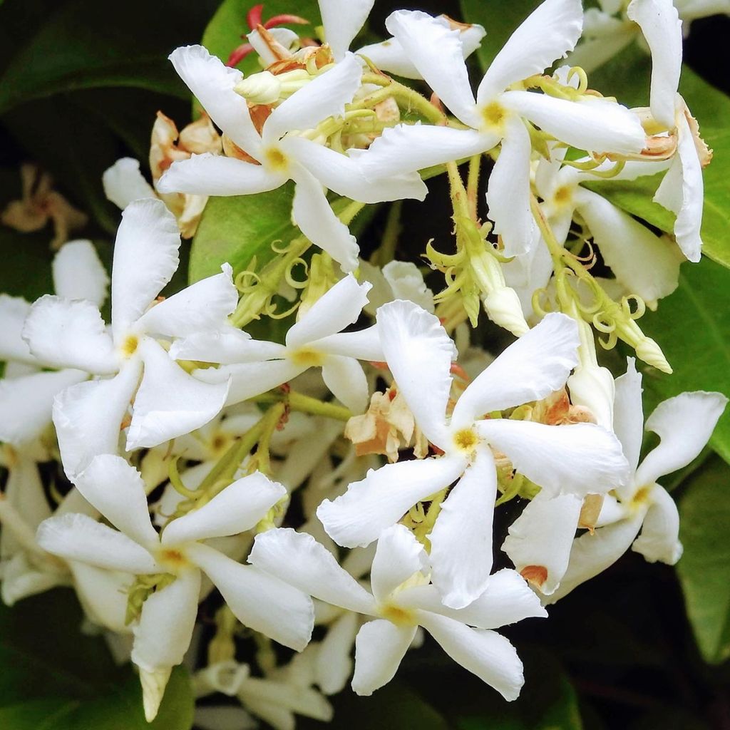 Sternjasmin Star Of Venice - Trachelospermum