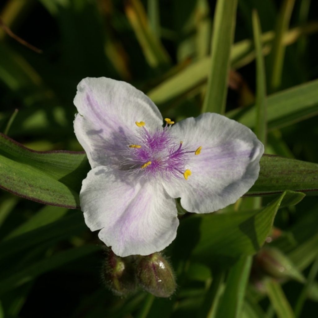 Tradescantia andersoniana Domaine de Courson - Dreimasterblume