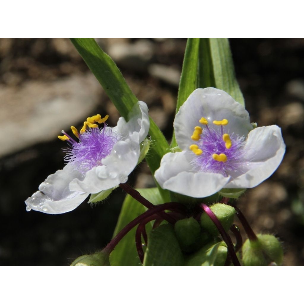 Tradescantia andersoniana Osprey - Dreimasterblume