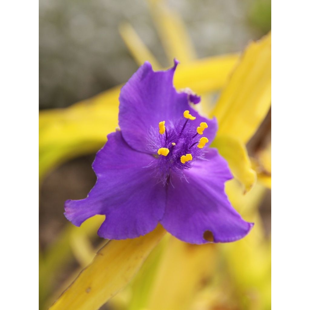 Tradescantia andersoniana Sweet Kate - Dreimasterblume