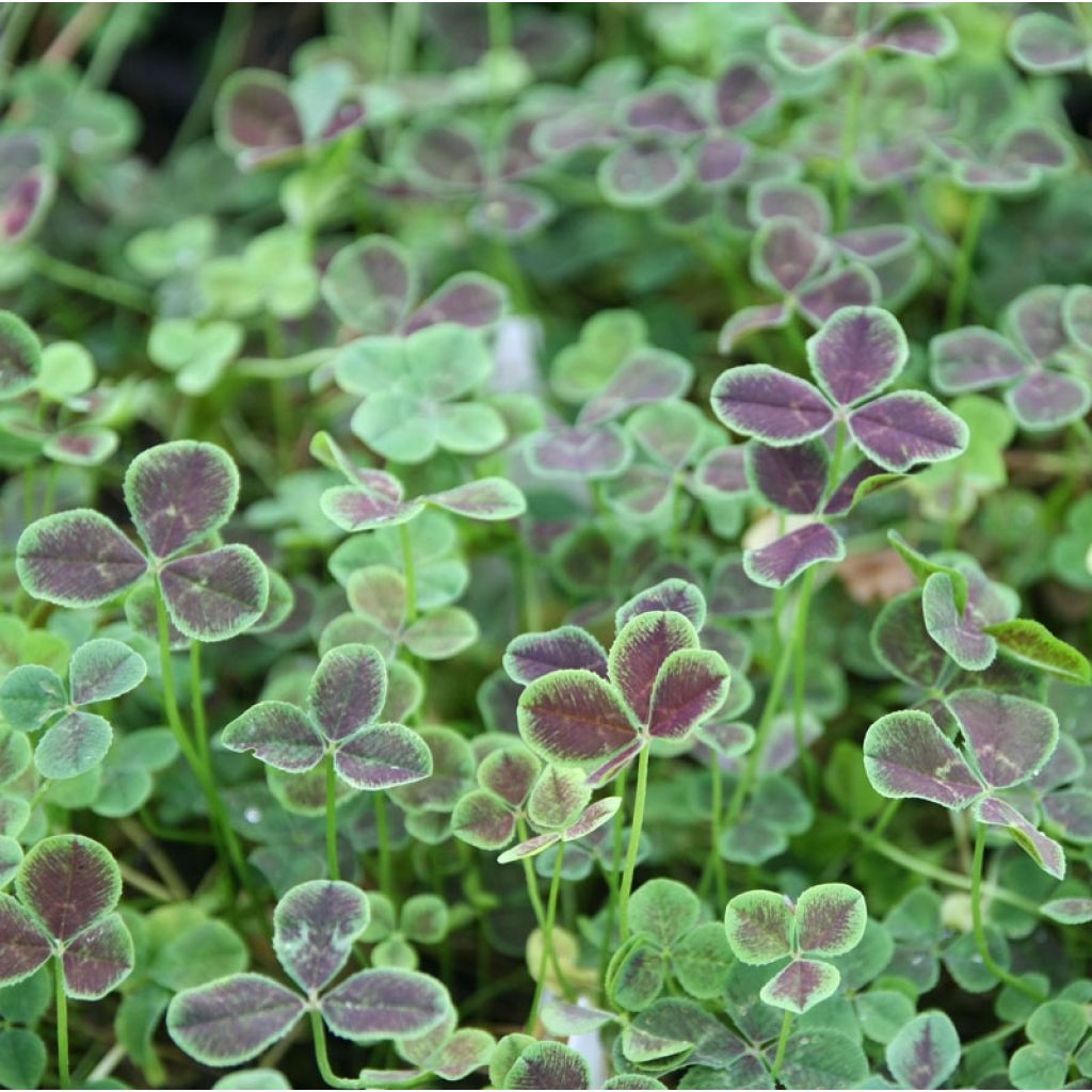 Weiß-Klee Pentaphyllum - Trifolium repens