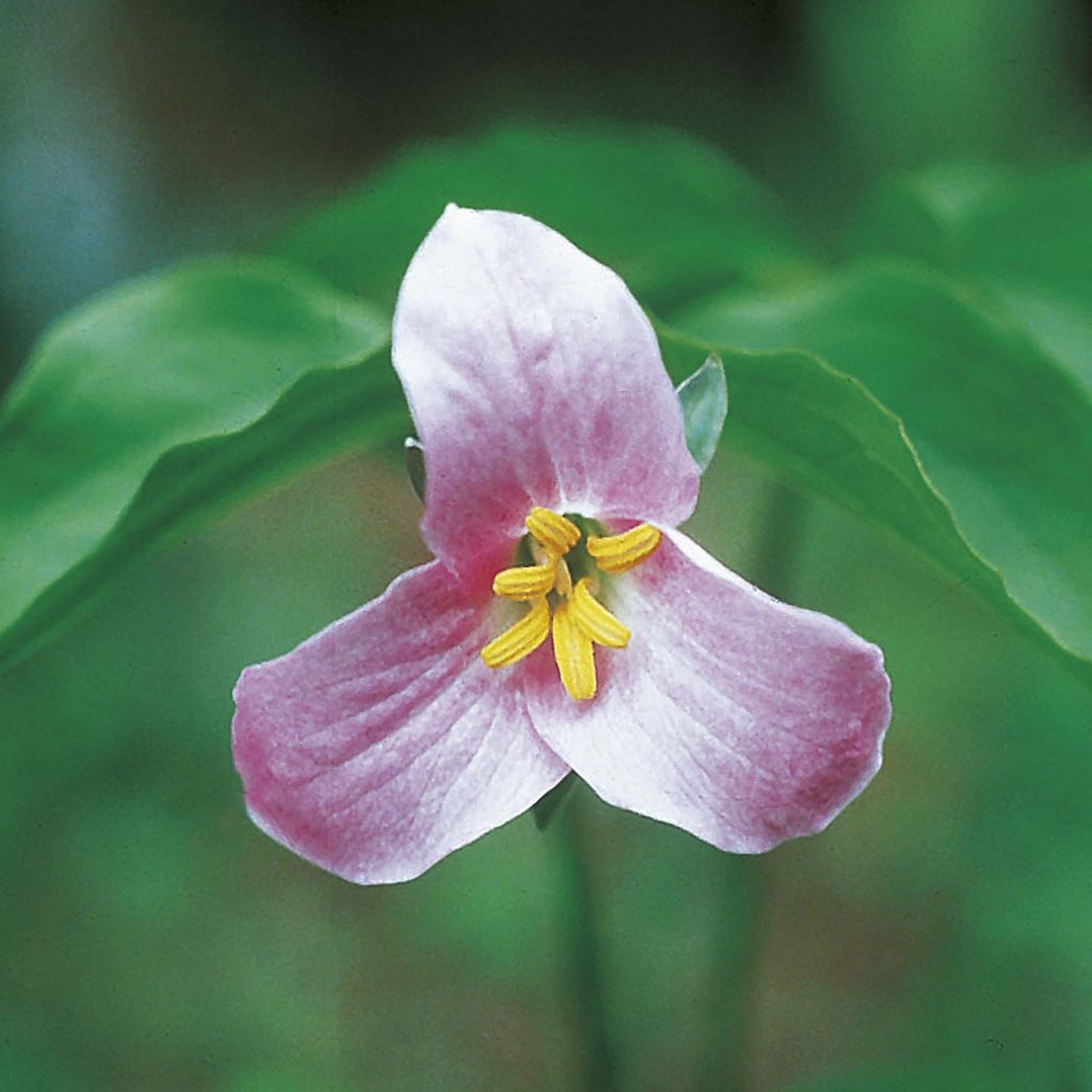 Trillium catesbyi - Dreiblatt