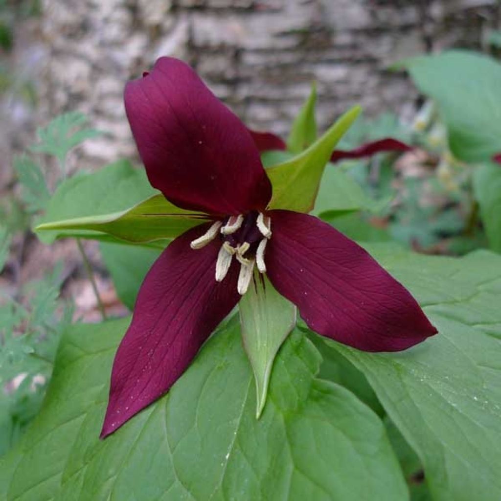 Trillium erectum - Dreiblatt