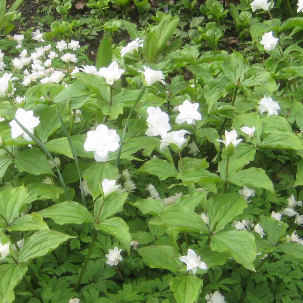 Trillium grandiflorum Flore Pleno - Dreiblatt