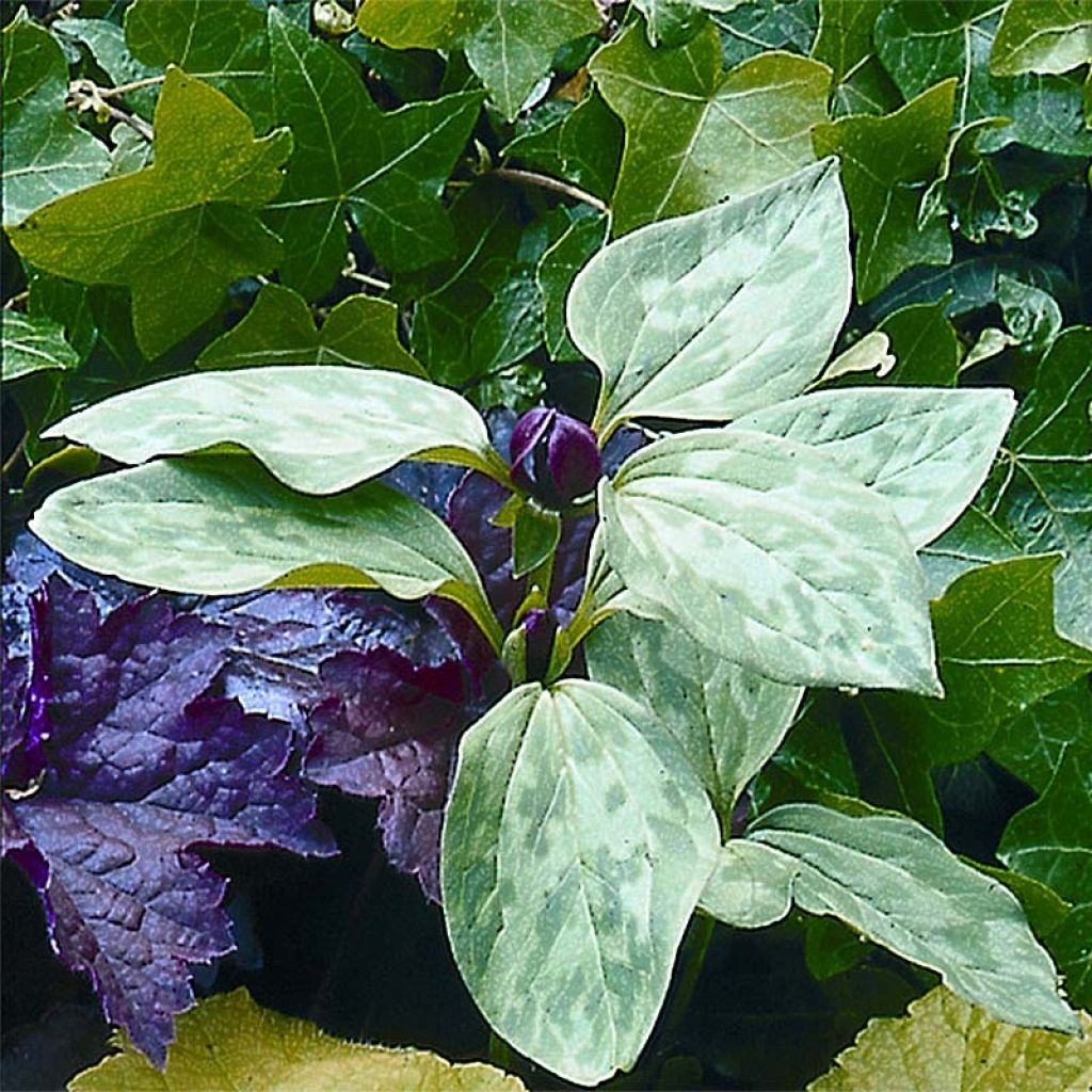 Trillium recurvatum (Zwiebel) - Dreiblatt