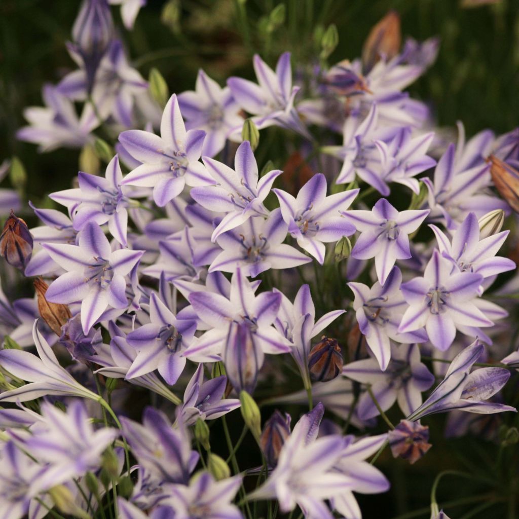 Triteleia Rudy - Triteleie