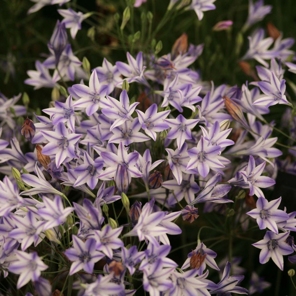 Triteleia Rudy - Triteleie