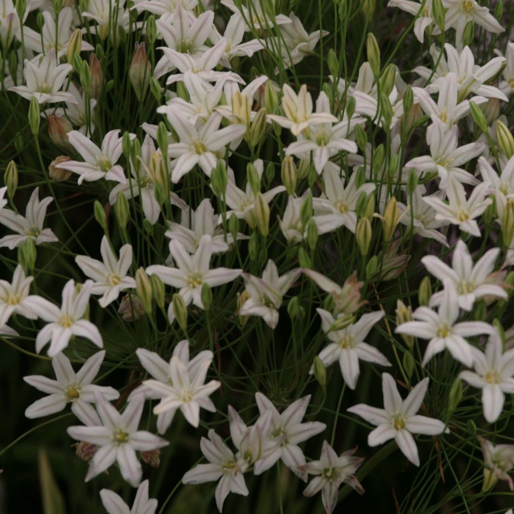 Triteleia laxa Silver Queen - Blaue Triteleie