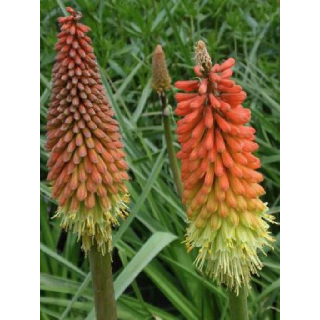 Fackellilie Flamenco - Kniphofia