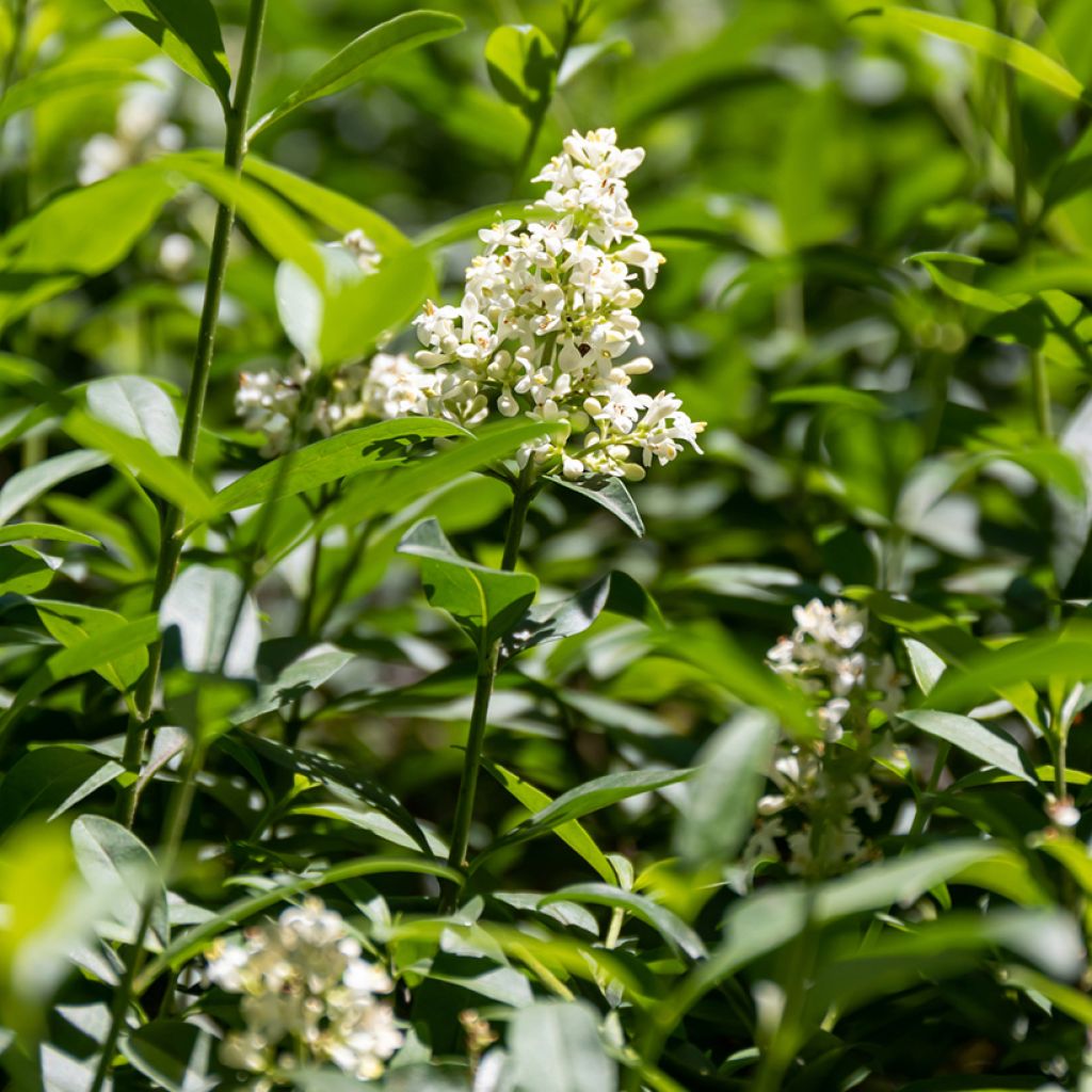 Gemeiner Liguster - Ligustrum vulgare