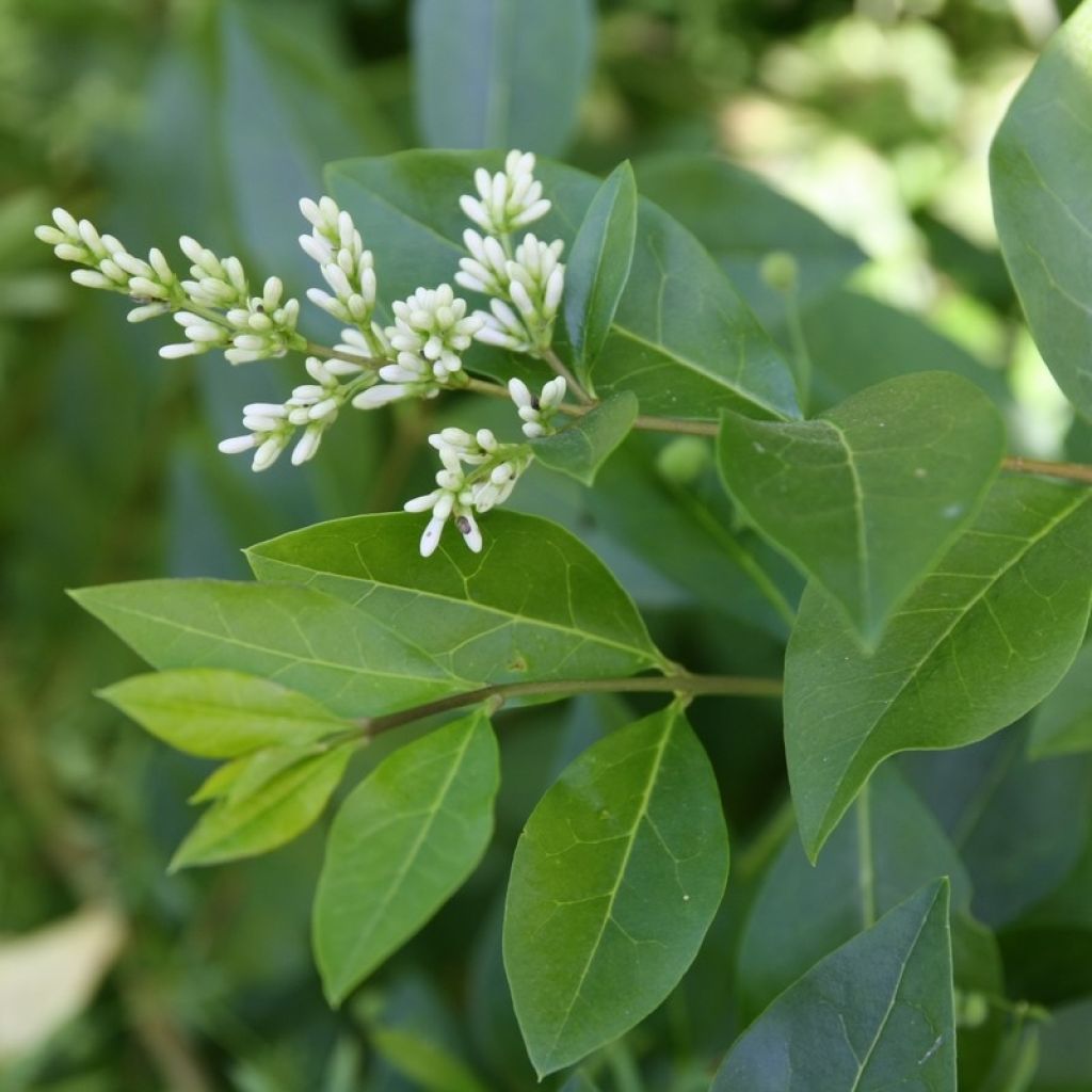 Ovalblättriger Liguster - Ligustrum ovalifolium