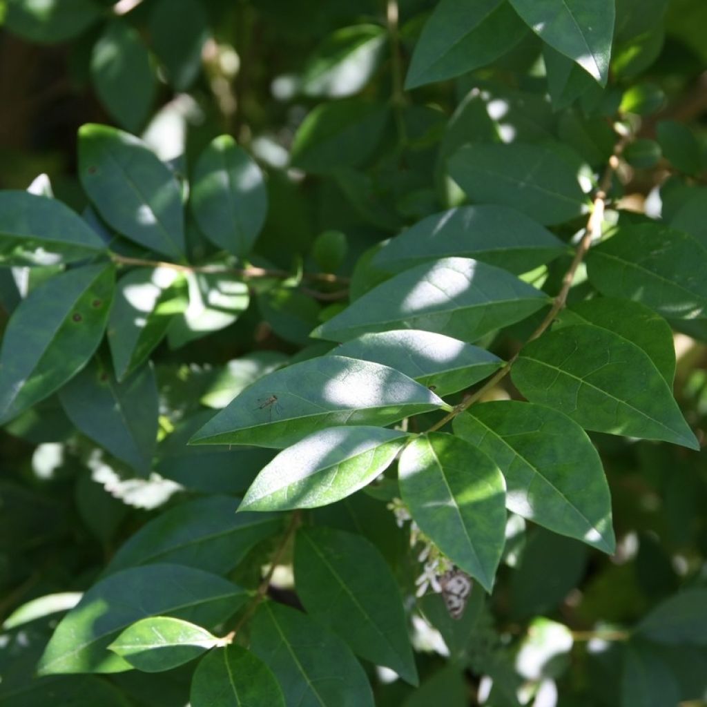 Ovalblättriger Liguster - Ligustrum ovalifolium