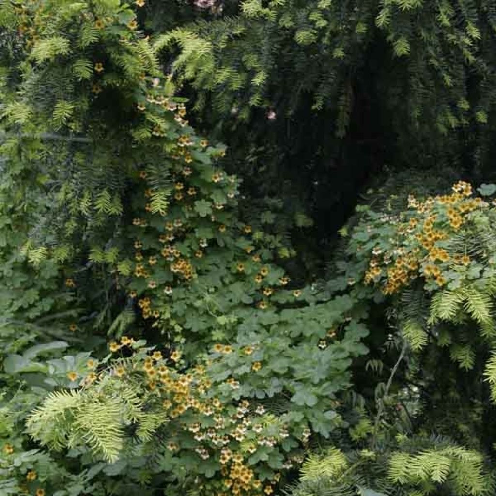 Capucine, Tropaeolum ciliatum