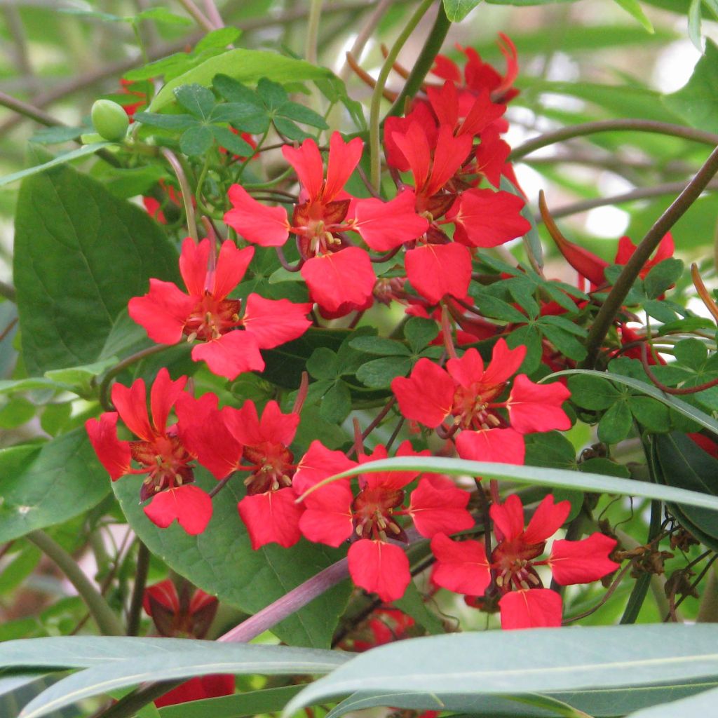 Tropaeolum speciosum - Pracht-Kapuzinerkresse