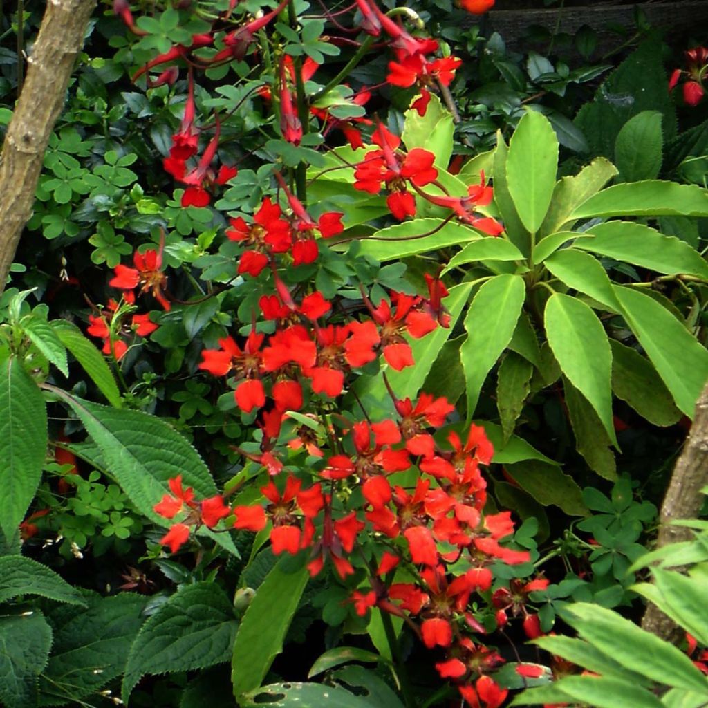 Tropaeolum speciosum - Pracht-Kapuzinerkresse