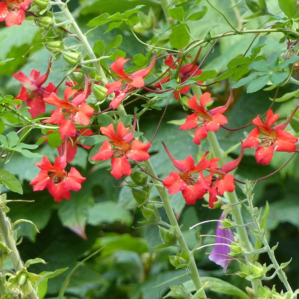 Tropaeolum speciosum - Pracht-Kapuzinerkresse