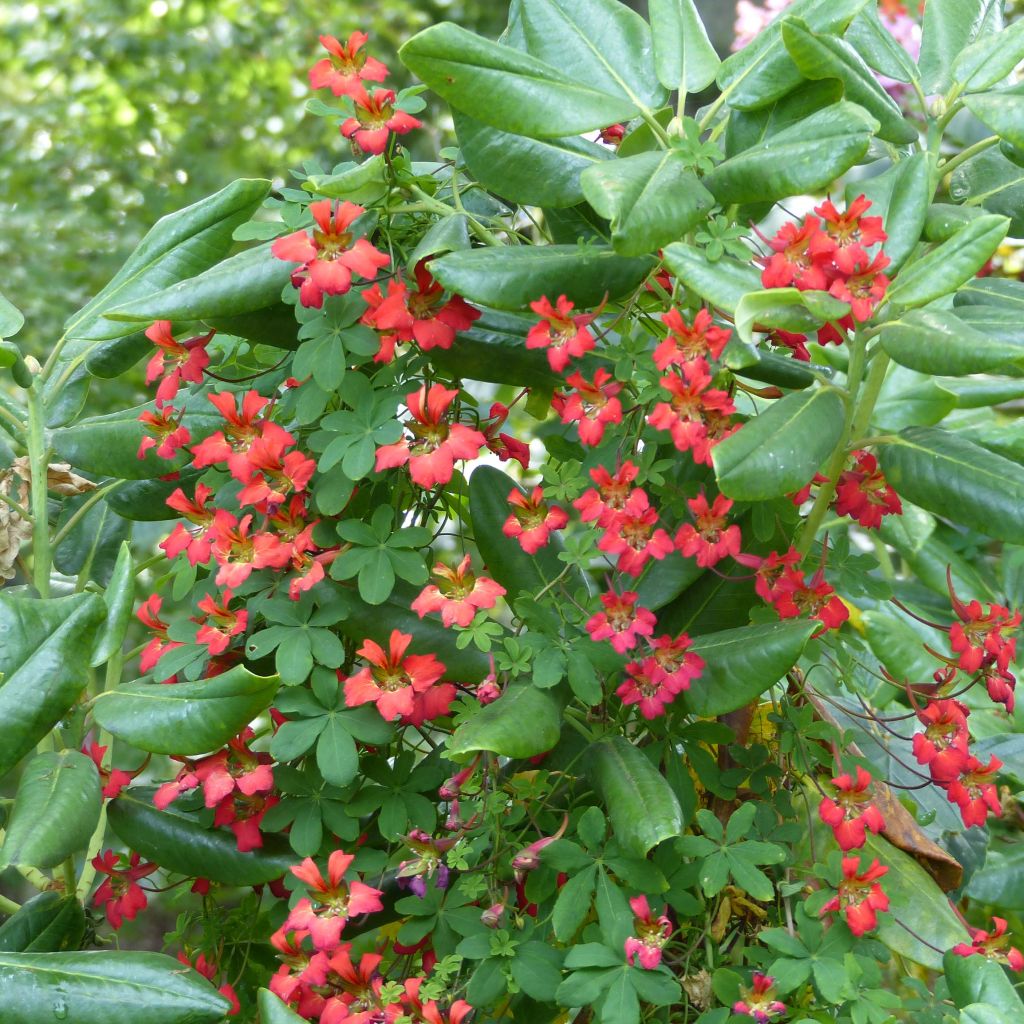 Tropaeolum speciosum - Pracht-Kapuzinerkresse