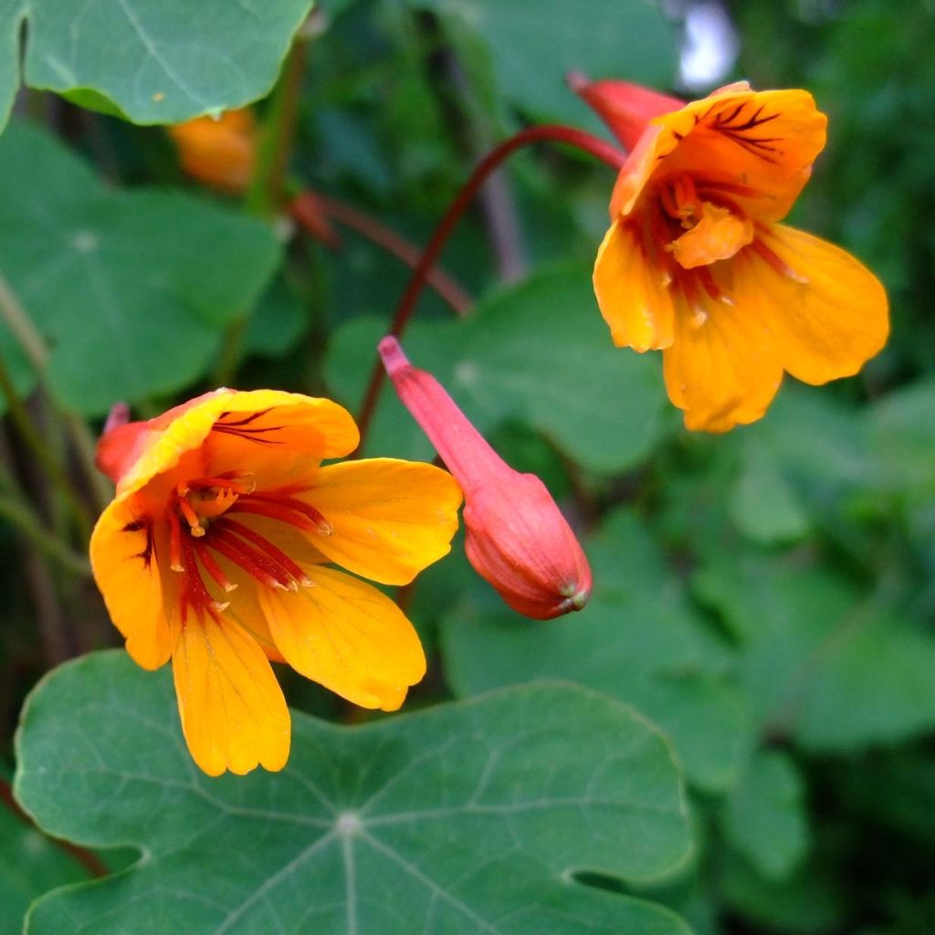 Tropaeolum tuberosum var. lineamaculatum Ken Aslet - Knollige Kapuzinerkresse