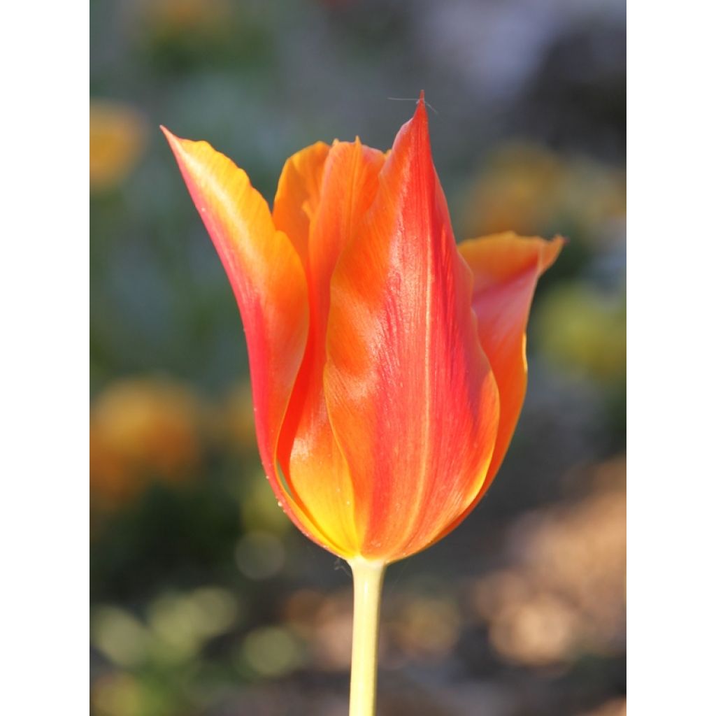 Lilienblütige Tulpe Ballerina