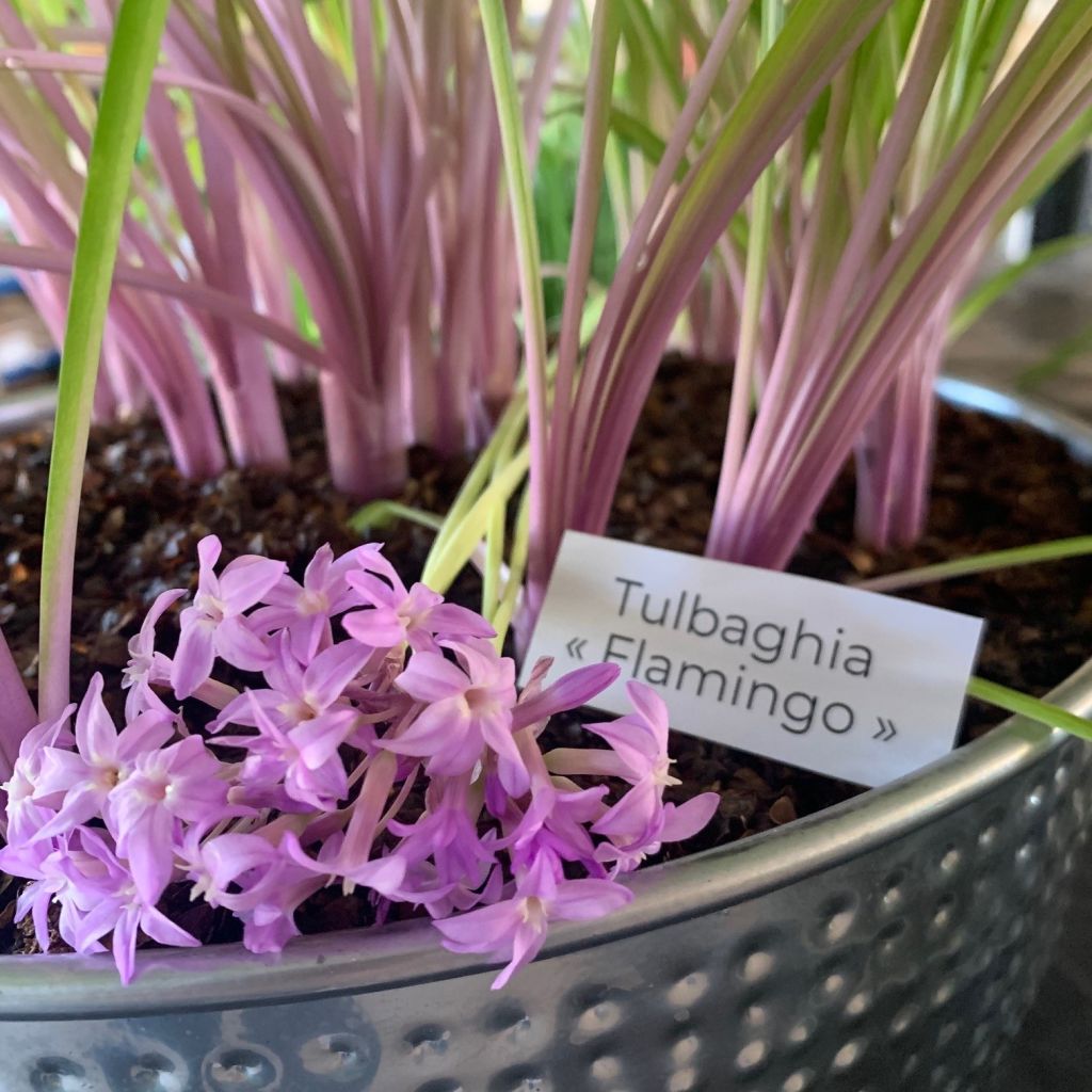 Tulbaghia violacea Flamingo