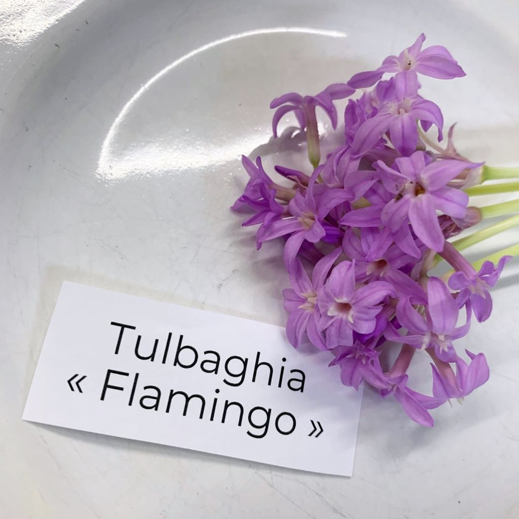 Tulbaghia violacea Flamingo