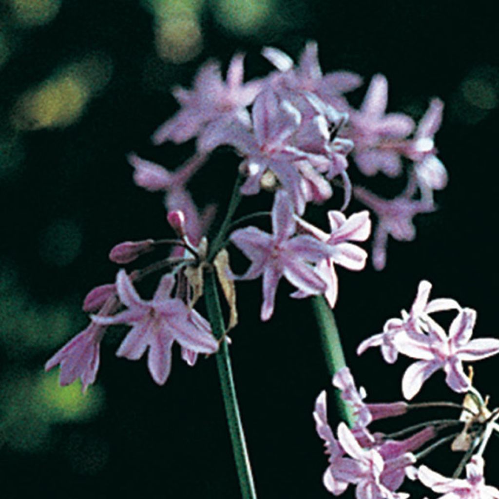 Tulbaghia cominsii violacea