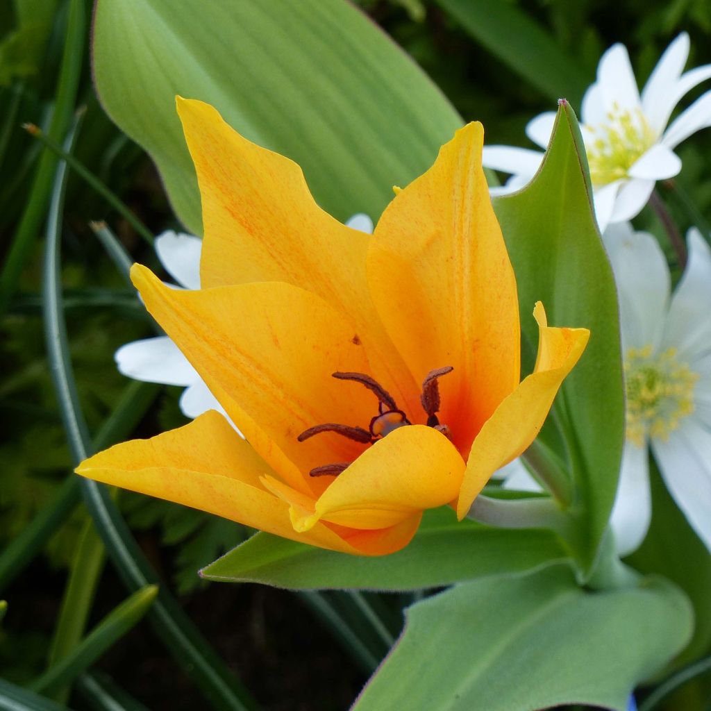 Tulipa praestans Shogun - Vortreffliche Tulpe