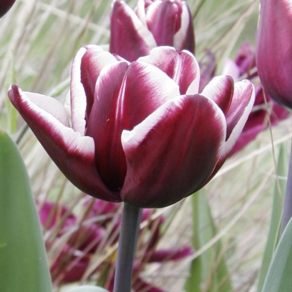 Tulipe Triomphe Fontainebleau