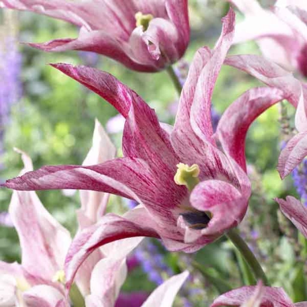 Lilienblütige Tulpe Magic Wings