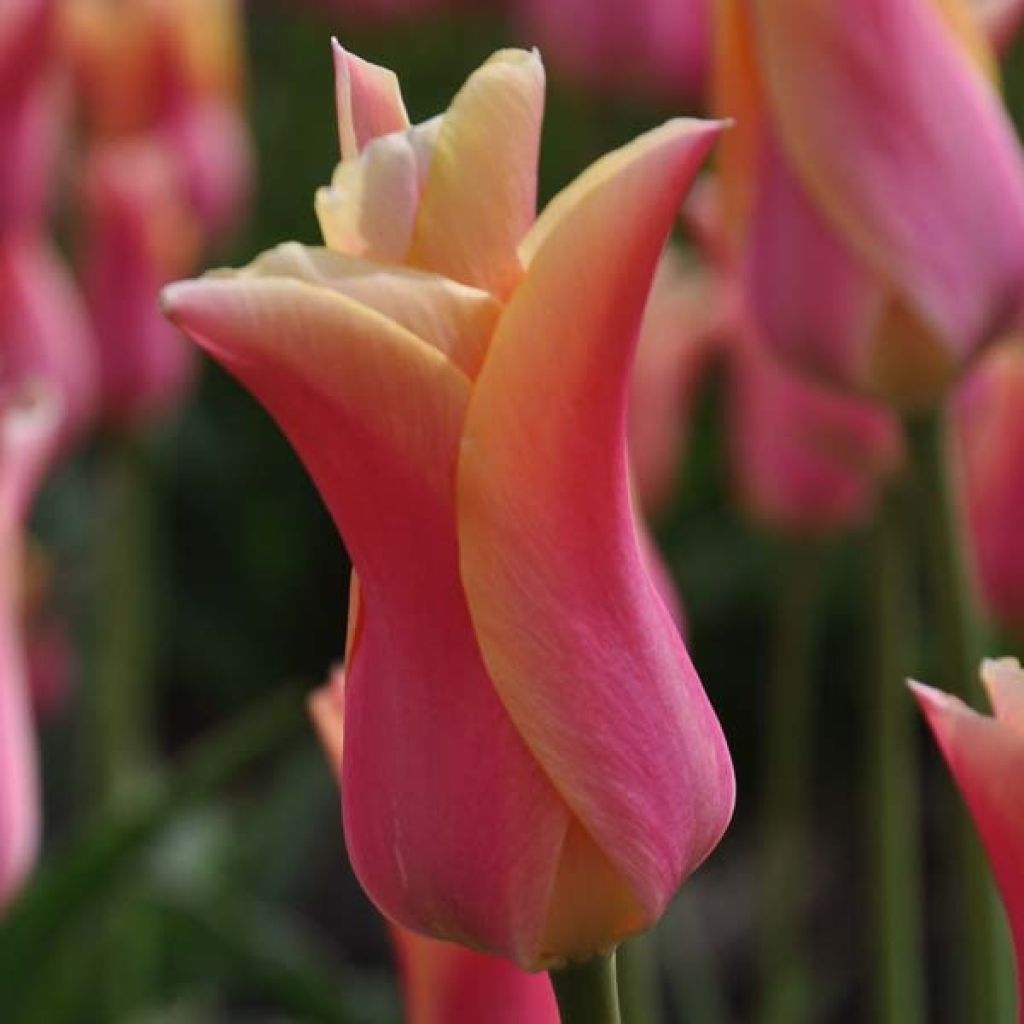 Lilienblütige Tulpe Marianne