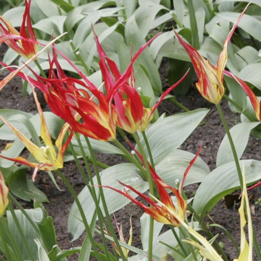 Tulipe Botanique acuminata